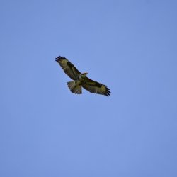 Sunday_Flying_08092019