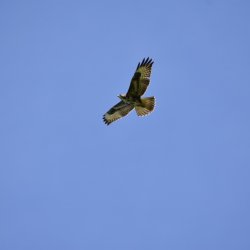 Sunday_Flying_08092019