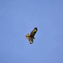 Sunday_Flying_08092019